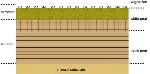 acrotelm: the top layer of a peat bog, above the catotelm, where there are living plants