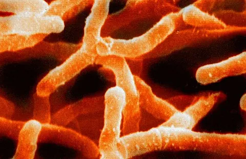 actinomycete: any of various filamentous or rod-shaped bacteria, of the order Actinomycetales, that resemble...