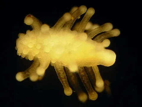 actinula: a kind of larva of certain hydroids (Tubularia)