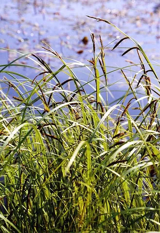 acute sedge: a sedge species, Carex acuta (in Carex subg. Carex)