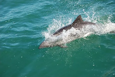 heaviside's dolphin: cephalorhynchus heavisidii, a small dolphin endemic to the Benguela ecosystem along the southwest...