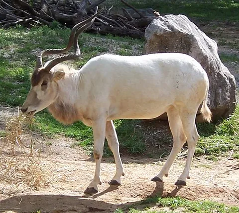 addax: a large African antelope (Addax nasomaculatus) with long, corkscrewing horns which lives in the...