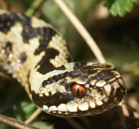 adder: any snake