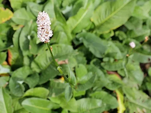 adderwort: common bistort (Bistorta officinalis, syn. Persicaria bistorta) or snakeweed