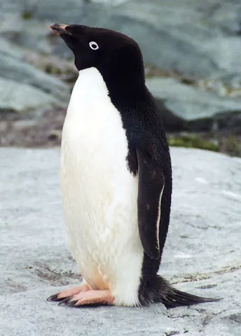 adelie penguin: pygoscelis adeliae, a species of penguin with distinctive white rings surrounding the eyes