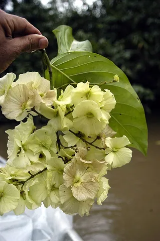 adelphia: any plant of the genus Adelphia, of Latin America
