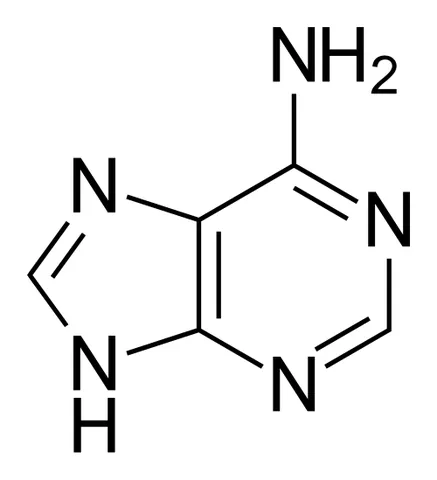 adenine: a base, C₅H₅N₅, found in certain glands and tissues, which pairs with thymine in DNA and uracil in...