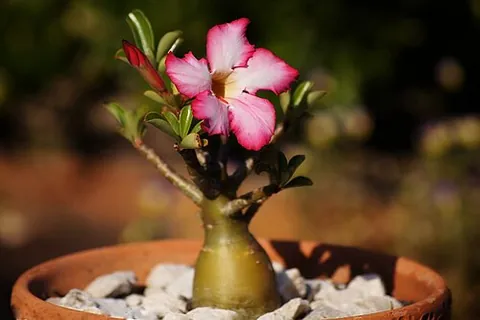 adenium: any member of the species of shrubs classified in the genus Adenium, native to Africa and the...