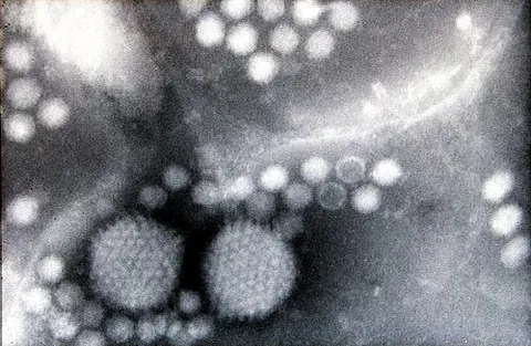 adeno-associated virus: any of the viruses of the genus Dependoparvovirus that infects primates, but, having no known...