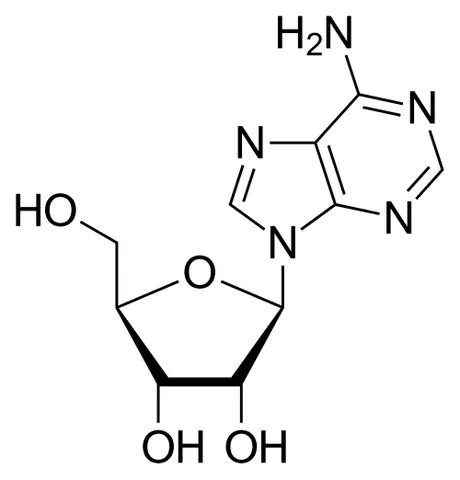adenosine: a nucleoside derived from adenine and ribose, found in striated muscle tissue