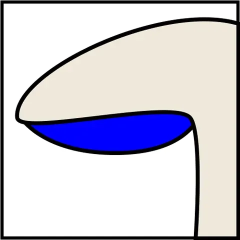 adnexed: narrowly attached to a stem or stipe
