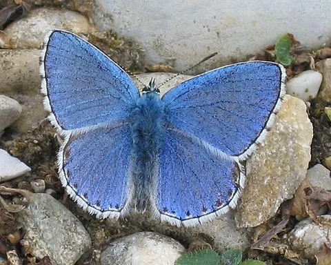 adonis blue: a bright blue butterfly, Polyommatus bellargus, of the family Lycaenidae