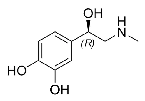 adrenaline: epinephrine, the hormone and neurotransmitter