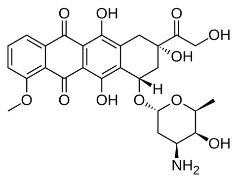 adriamycin: an anthracycline antibiotic drug used in cancer chemotherapy