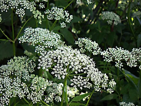 bishop's weed: aegopodium podagraria (ground elder, herb Gerard, bishop's goutweed, goutweed), a common weed of...