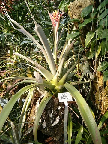 aechmea: any member of the genus Aechmea of bromeliaceous plants