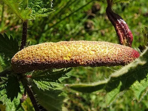 aecium: a cuplike fruiting structure of some parasitic rust fungi that contains chains of aeciospores
