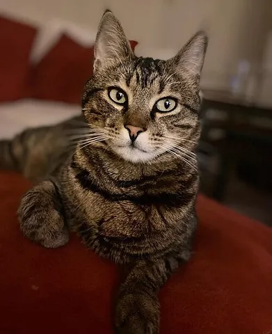 aegean cat: a shorthaired domestic cat originating from the Cyclades