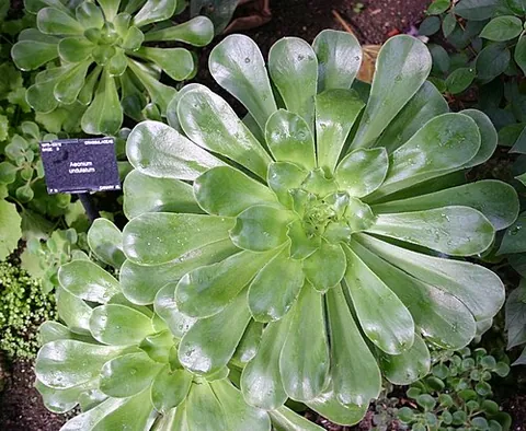 aeonium: any member of the genus Aeonium of succulent, subtropical plants with rosette leaves on a basal...