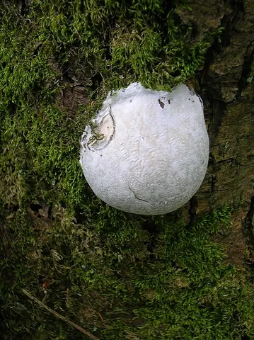 aethalium: a flat, plump fruiting body, formed by the aggregation of plasmodia, in certain slime molds