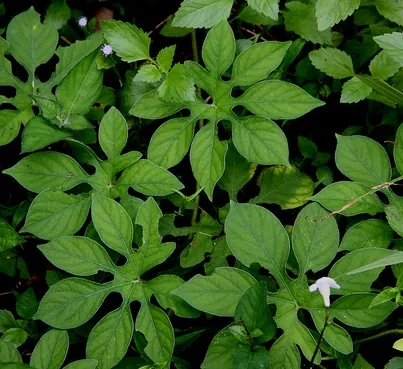 tiger's-foot: any of various species of morning glory with the leaves lobed in pedate fashion, especially Ipomoea...