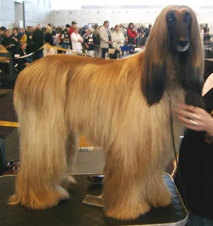 afghan hound: a sighthound bred in Afghanistan to hunt hare and gazelle