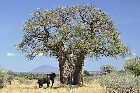 african baobab: a tree of species Adansonia digitata