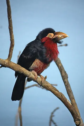 african barbet: any sub-Saharan African bird of the family Lybiidae