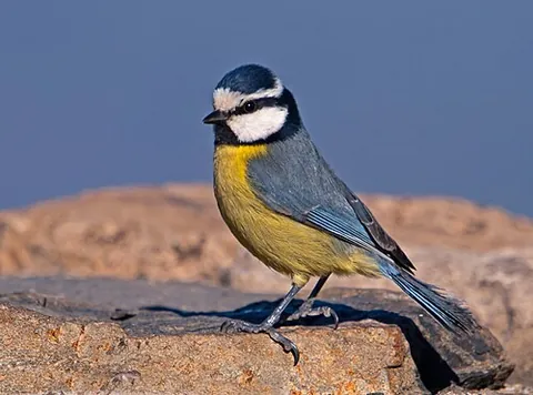 african blue tit: cyanistes teneriffae, a small bird of the tit family Paridae