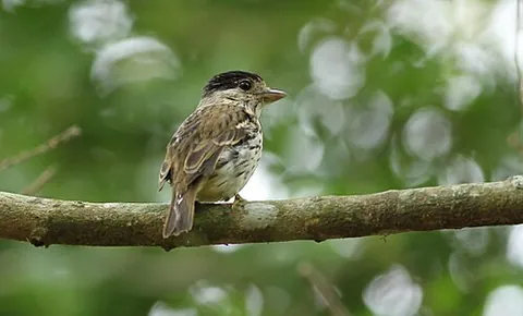 african broadbill: a passerine bird of genus Smithornis, especially Smithornis capensis, of southeastern Africa