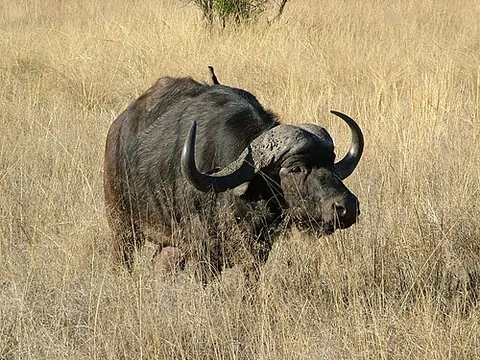 african buffalo: a large African bovid, Syncerus caffer