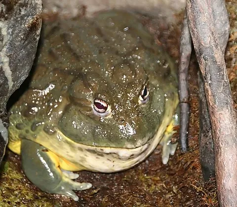 african bullfrog: pyxicephalus adspersus, a species of frog that lives in central and southern Africa