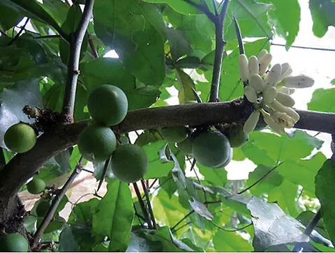 african cherry orange: a small tree or shrub of species Citropsis articulata, bearing a small citrus fruit about three...