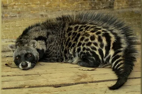 african civet: a small mammal found in sub-Saharan Africa, Civettictis civetta. It produces civetone
