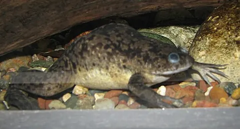 african clawed frog: a clawed frog found in southern Africa, Xenopus laevis, that has some properties very useful for...