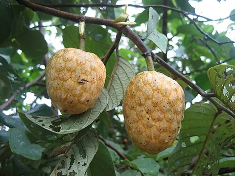 african custard apple: a tree, of species Annona senegalensis, native to tropical Africa, having edible fruits