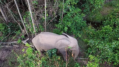african forest elephant: one of the two species of African elephant, Loxodonta cyclotis
