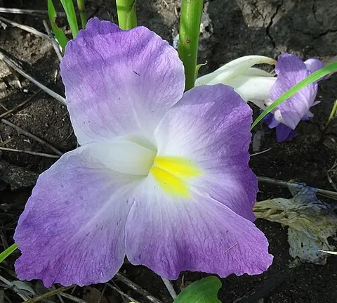 african ginger: siphonochilus aethiopicus, a kind of ginger plant