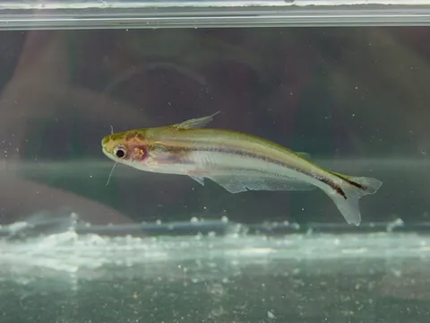 african glass catfish: pareutropius debauwi, a freshwater catfish native to Africa, found in Angola, the Republic of the...