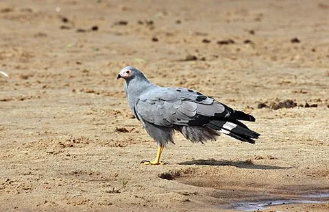 african harrier-hawk: polyboroides typus, a bird of prey that is native to sub-Saharan Africa