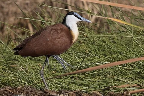 african jacana: actophilornis africanus, a wader in the family Jacanidae