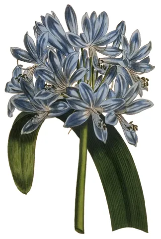 african lily: any of certain flowering plants of the genus Agapanthus, especially Agapanthus umbellatus
