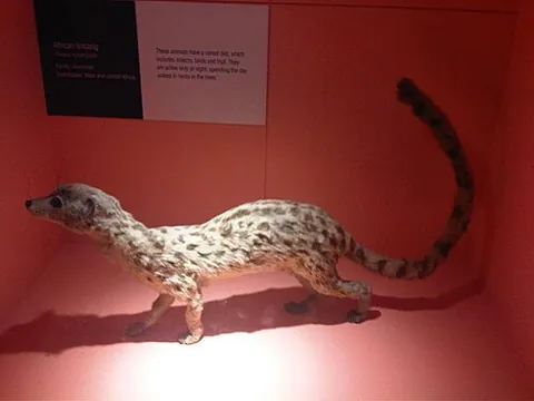 african linsang: any of two species of genus Poiana of oyans, long-tailed catlike mammals