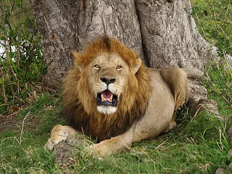 african lion: a lion inhabiting Africa, formerly thought to comprise a subspecies