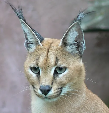 african lynx: a caracal (Caracal caracal), a medium-sized wild cat with lynx-like black ear-tufts and found in...