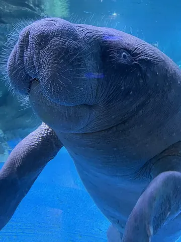 african manatee: trichechus senegalensis, a manatee that inhabits much of Western Africa – from Senegal to Angola