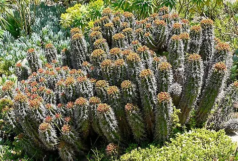 african milk barrel: a type of succulent plant, resembling a small cactus, of species Euphorbia polygona var. horrida,...