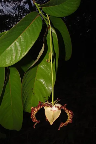 african nutmeg: a tree from tropical Africa, Monodora myristica (Annonaceae)