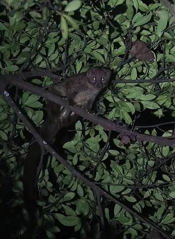 african palm civet: a catlike mammal of the species Nandinia binotata, from sub-Saharan Africa