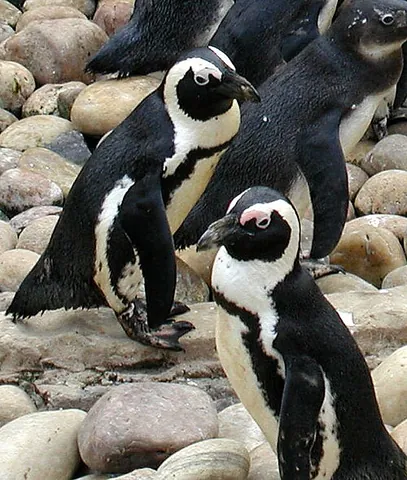 african penguin: a species of penguin, Spheniscus demersus, which live on the south-west coast of Africa